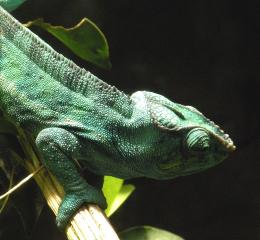 Chameleon